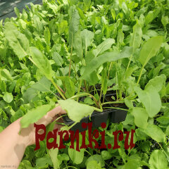 Рассада щавеля 6 шт
