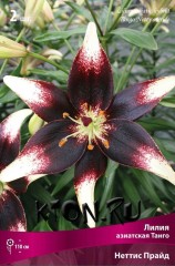 Лилия азиатская Танго Неттис Прайд (Lilium asiatic Tango Netty's Pride)