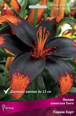 Лилия азиатская Танго Париж Харт (Lilium asiatic Tango Paris Heart)