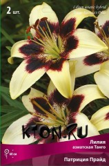Лилия азиатская Танго Патриция Прайд (Lilium asiatic Tango Patrisia's Pride )