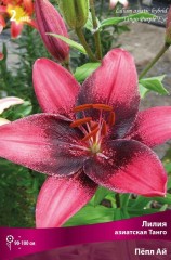 Лилия азиатская Танго Пепл Ай (Lilium asiatic Tango Purple Eye)