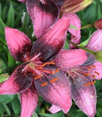 Лилия азиатская Танго Пёпл Дрим (Lilium asiatic Tango Purple Dream)