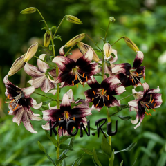 Лилия азиатская Танго Страччателла Ивент (Lilium asiatic Tango Stracciatella Event)