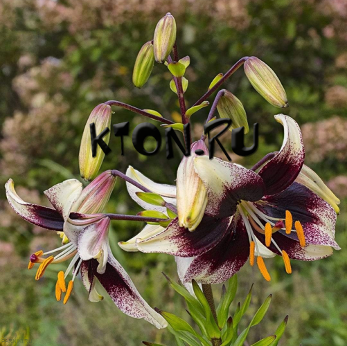 Лилия азиатская Танго Страччателла Ивент (Lilium asiatic Tango Stracciatella Event)