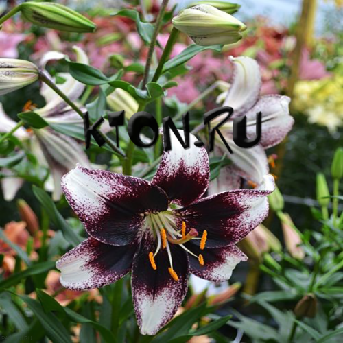 Лилия азиатская Танго Страччателла Ивент (Lilium asiatic Tango Stracciatella Event)