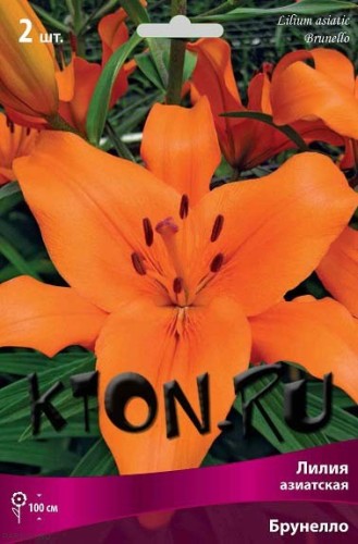 Лилия азиатская Брунелло (Lilium asiatic Brunello)