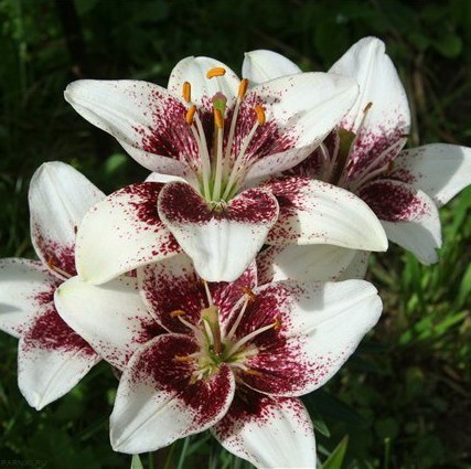 Лилия азиатская Танго Уайт Пиксельc (Lilium asiatic Tango White Pixels)