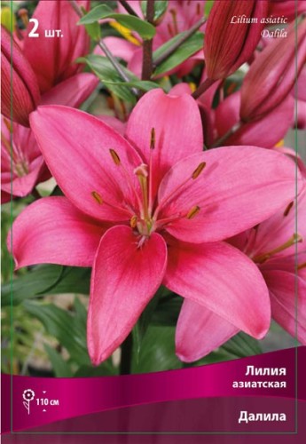 Лилия азиатская Далила (Lilium asiatic Dalila)