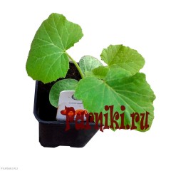 Рассада арбуза в ассортименте 1 шт