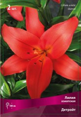 Лилия азиатская Детройт (Lilium asiatic Detroit)