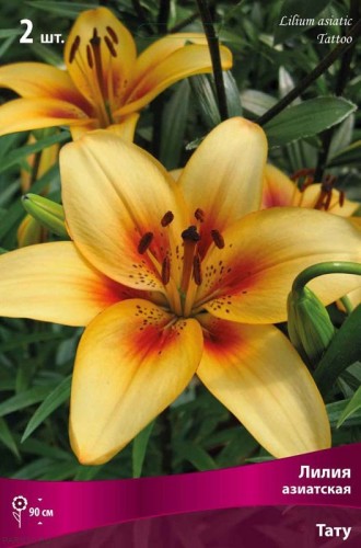 Лилия азиатская Тату (Lilium asiatic Tattoo)
