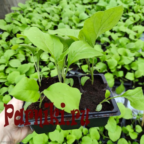 Рассада баклажан в ассортименте