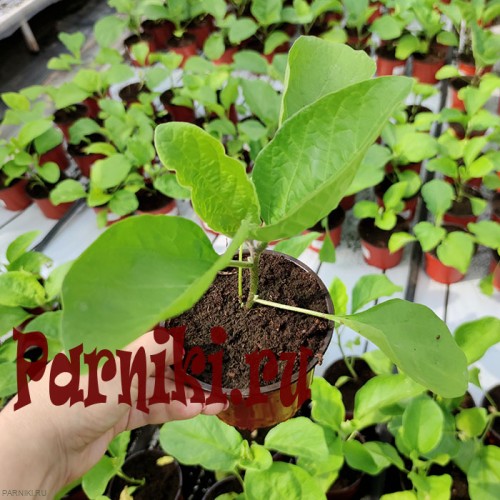 Рассада баклажан в ассортименте