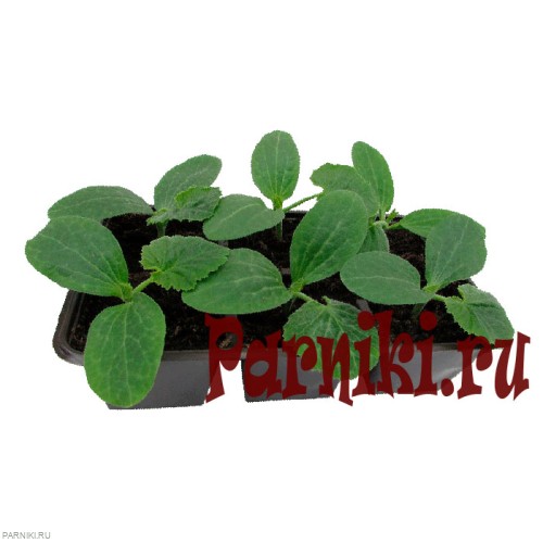 Рассада кабачков в ассортименте 6 шт