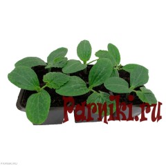 Рассада кабачков в ассортименте 6 шт
